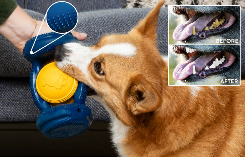 PetGoof™ Paw Partner