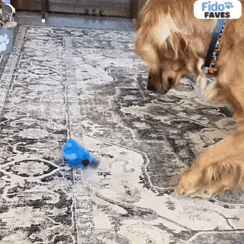 Fido Spin Toy